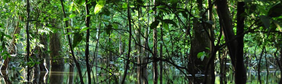 Entrando de canoa na floresta alagada, na Reserva do Mamirauá, região de Tefé, no Amazonas